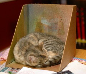 Ella in the misting box