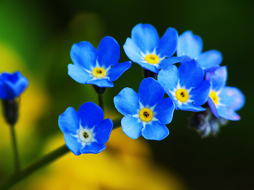 forget-me-nots
